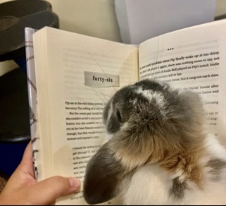 Booker the Therapy Bunny