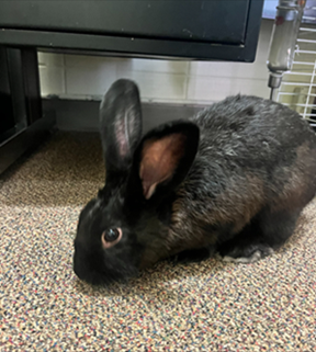 Dewey the Therapy Bunny